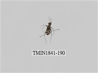 藏品(菲律賓產昆蟲)的圖片